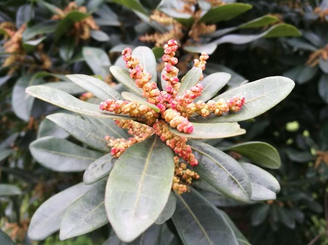 杨梅是雄异株,你知道吗?