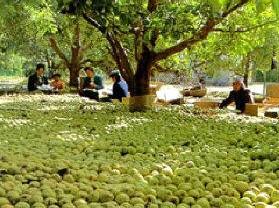沙伊东香梨园