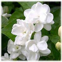 唯美好看茉莉花微信头像【点击鼠标右键下载】