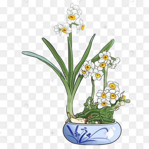 手绘盆栽水仙花插画图片