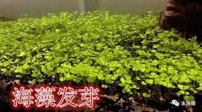 水草种子的种植方法种子没发芽之前先不要将鱼缸加满水哦