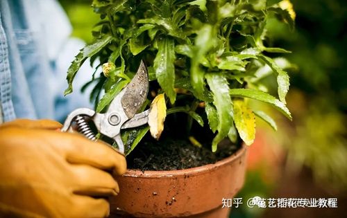 养花知识教程丨花卉植物要怎么修剪?