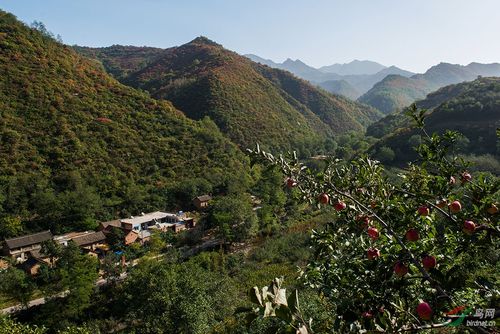 苹果红叶相映红(摄于灵宝寺河山)