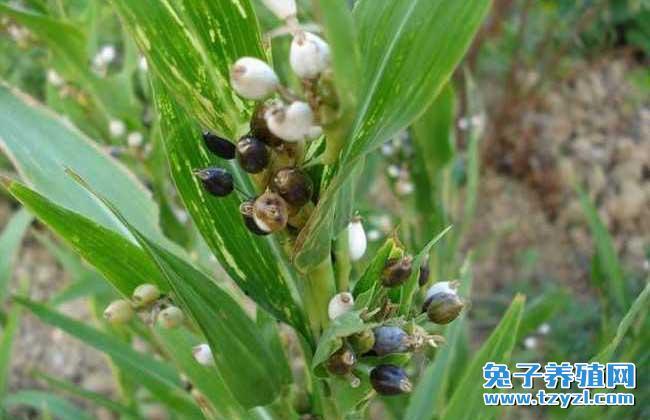 薏苡的产地分布