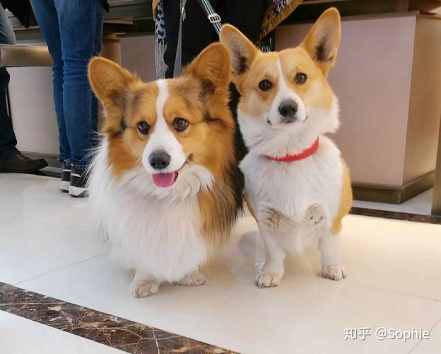首先要说下,柯基不是小型犬,而是拥有着大型犬性格的中型犬.