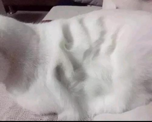 主人闲来无事,给了猫咪一掌,看这掌印,这猫一定是虚胖