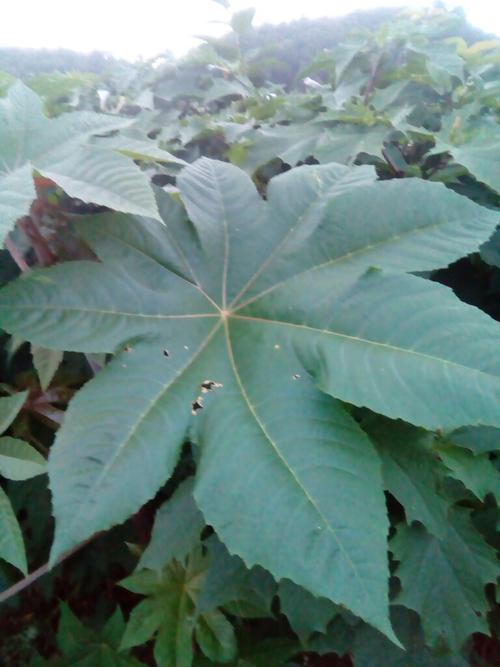  我来答      微信扫一扫 网络繁忙 请稍后重试 新浪微博 qq空间