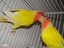 美国黄桃脸牡丹鹦鹉