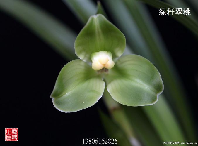兰馨缘2013年…绿杆翠桃…开品-春兰篇-中国兰花交易网社区