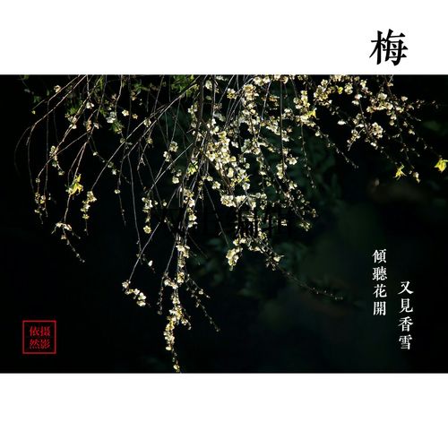 又见香雪,倾听花开