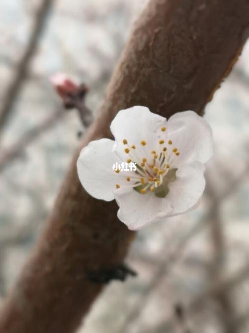 梨花开,春带雨 梨花落,春入泥_梨花_出行_人文风光展示