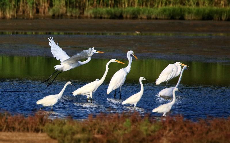 《白鹭鸶》李白白鹭下秋水,孤飞如坠霜.心闲且未去,独立沙洲傍.