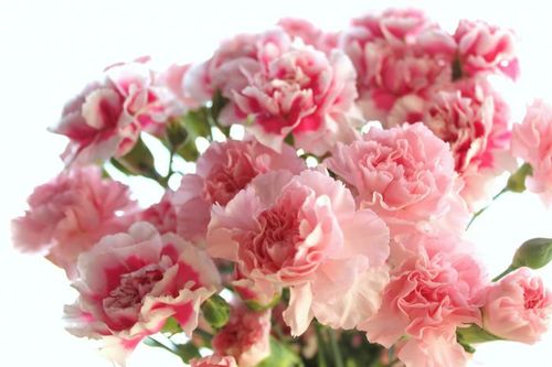 她可能并不是世界上最美好的人 母亲节发明者的小秘密