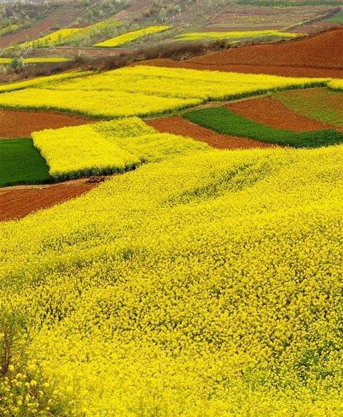 陕西汉中油菜花风景