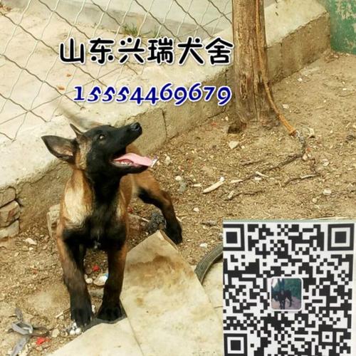 纯种马犬现在行情2个月的黑红马犬出售