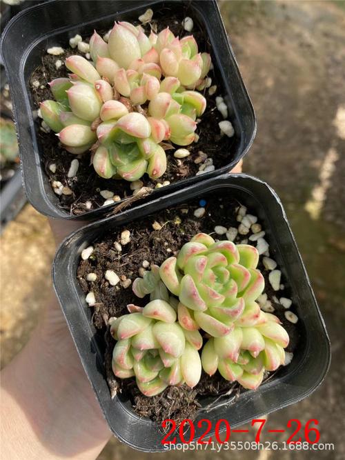 159多肉植物批发 苹果美人 小浣熊群带桩 多肉品种状态