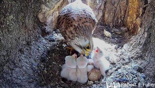 2021年繁殖季红隼kes夫妇6个宝宝的成长历程