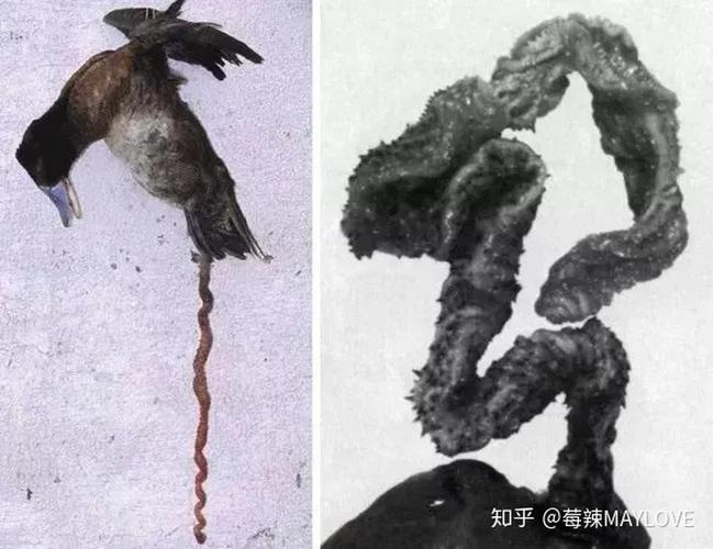 拥有最大丁丁的鸟类