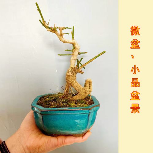 2虎蹄迎春花老桩迎春花盆景三台迎春带花苞微型提根