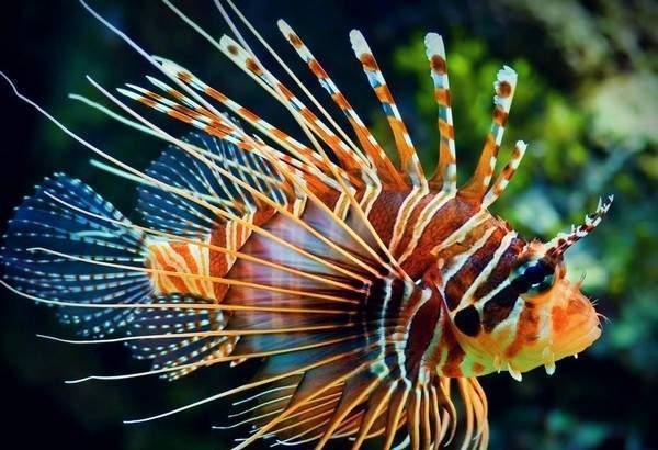 狮子鱼真的可以毒死一条鲨鱼吗为什么