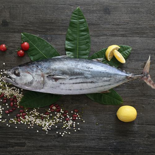 good appearance eu catch certificate frozen skipjack tuna