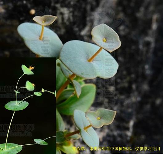 20200907——穿心草