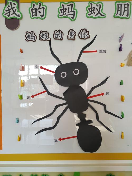 近距离的观察让我们知道了小蚂蚁的身体分为:触角,头,足,胸部和腹部.