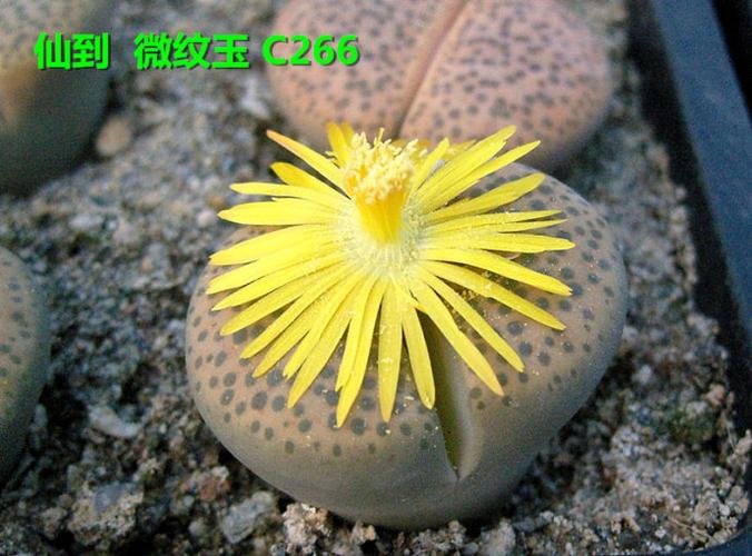 生石花 微纹玉 开花图谱