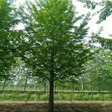 铜陵12公分银杏树价格