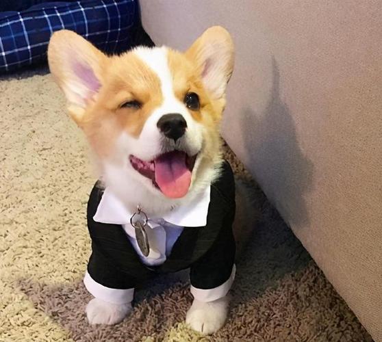 17张温暖可爱的狗狗照片,总有一张能治愈你的心