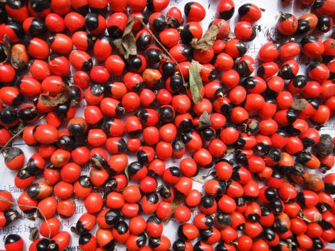 看起来是红豆,但其实是鸡骨草的果实.