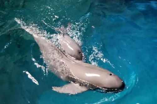 保护动植物,泉城欧乐堡一直在行动!