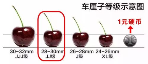 智利车厘子颜值爆表吃车厘子对人有哪些好处
