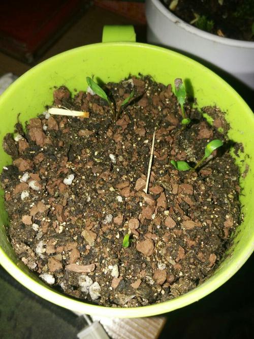 看不出来,跟我的蝴蝶兰不太像,或许你这刚发芽吧.