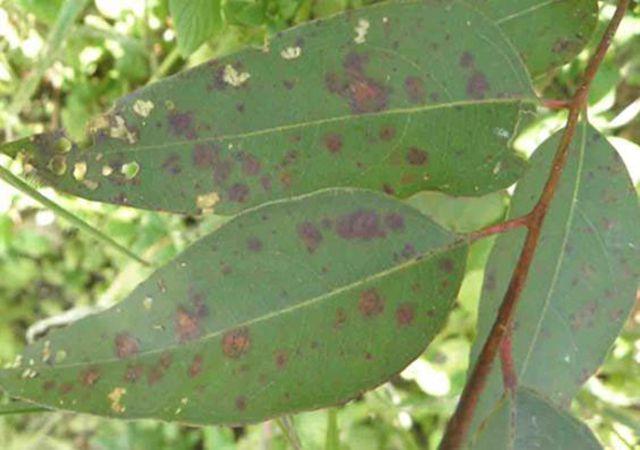 桉树有病怎么办?