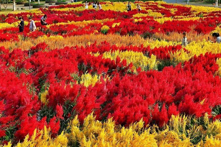 【原创·美图】凤尾鸡冠花海