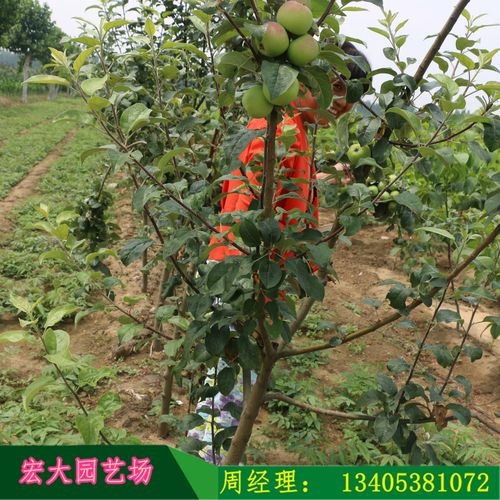 批发红星果树苗 早熟高产水果树苗 脆甜可口 规格齐全果树苗