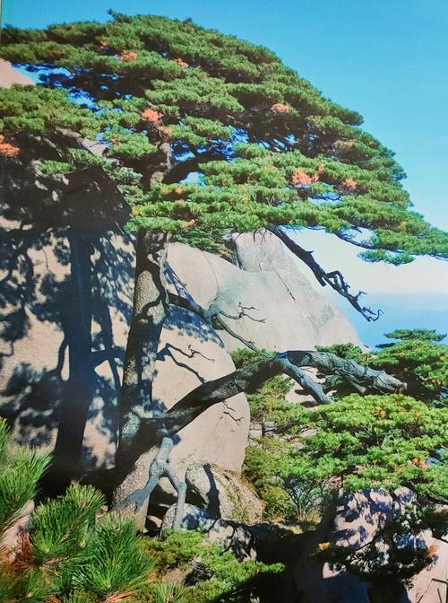 黄山迎客松