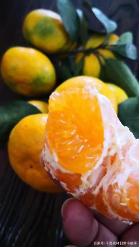 早熟柑橘和特早熟柑橘区别