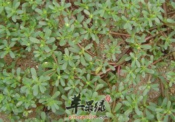 马齿苋是什么,马齿苋图片