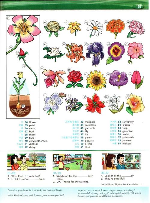 朗文wordbyword英汉双解单词书树植物与花