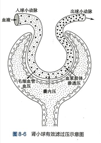 为什么说肾血浆流量影响肾小球滤过率,是通过改变滤过平衡点而不非