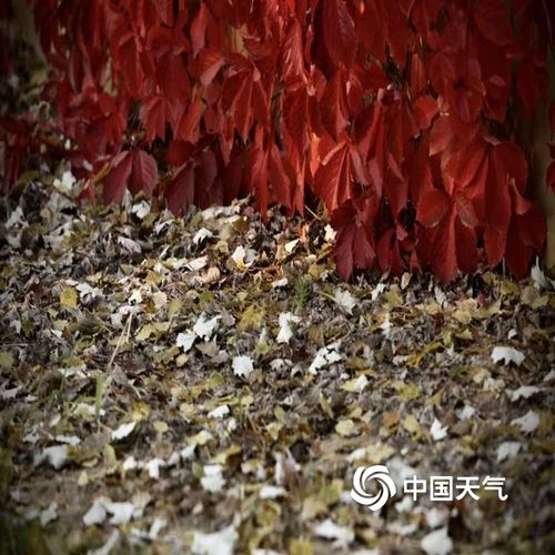 今天(10月11日)早晨,北京大风渐起,延庆漫山的秋叶随风而落,一派深秋