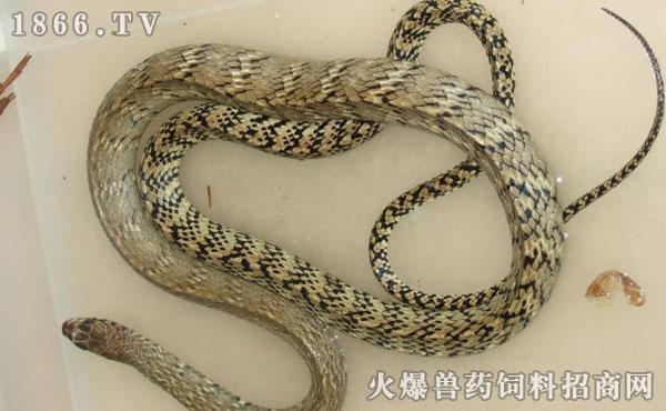 水律蛇室内养殖技术