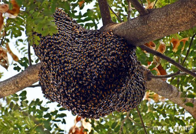 蜂巢有成百上千个小孔,呈六边形,从外面看,一层层蜂蜜把蜂窝铺了一大