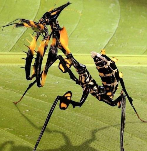 魔花螳螂,世界上最稀有的螳螂之一,难怪如此受昆虫爱好者的追捧