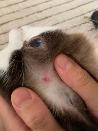 【讨论】猫咪疥螨真菌感染