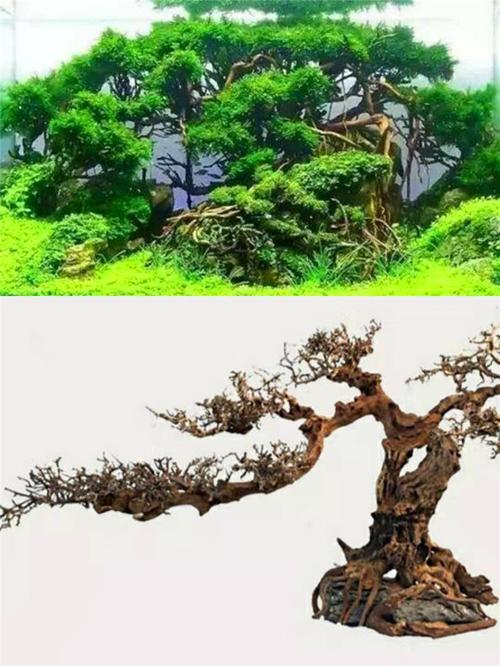迷你泰国枝沉木小号多枝丫小密枝微景观迎客松巴西树莫斯树拼接树