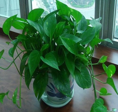 【武汉同城配送】120#绿萝 新房办公室室内好养吸甲醛