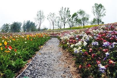 百草园内,"百草芊山"上开出的花都是中草药.图/视觉中国